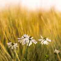 Counseling-service-solook-rumi-harmony-body-mind-yoga-meditation