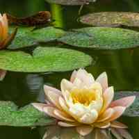 Study-Research-work-solook-rumi-harmony-body-mind-yoga-meditation-retreat