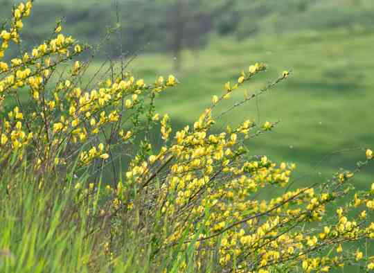 workshop-service-solook-rumi-harmony-body-mind-yoga-meditation